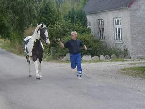 Pinto Horsebjerg Basquewill død billede 8