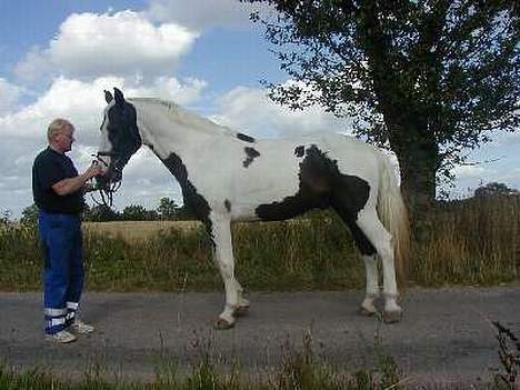 Pinto Horsebjerg Basquewill død billede 9