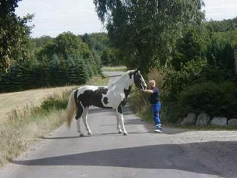 Pinto Horsebjerg Basquewill død billede 10