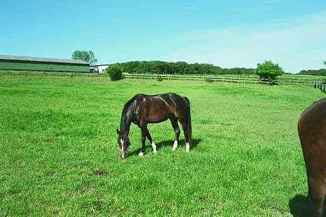 Anden særlig race Julie (død 2001) - I Århus på Årslev Gården. Arbejde på stedet sommeren 1995. Julie nyder foldens græs. billede 2