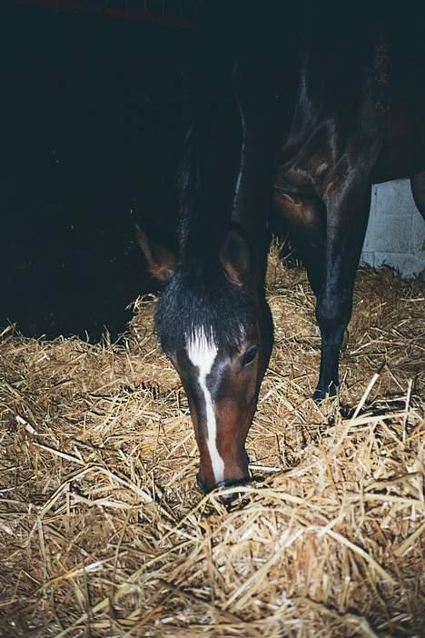 Anden særlig race Julie (død 2001) - Uhmm, god halm. På Amager v. kongelunden. 1996 billede 3