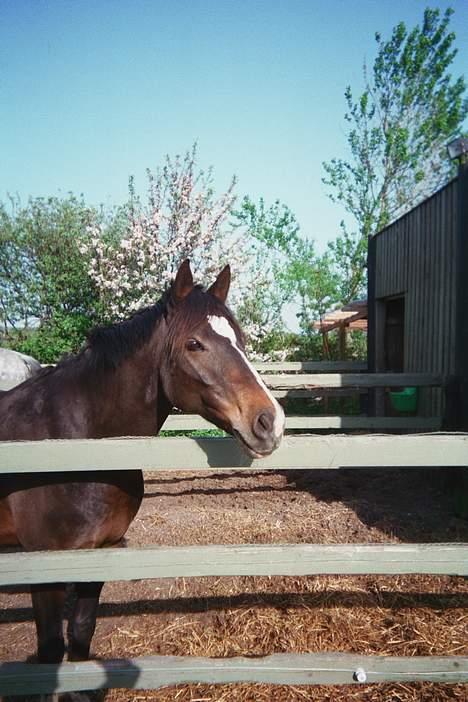 Anden særlig race Julie (død 2001) - Forår i Hillerød 1998. Min hest står og nyder livet i sin løsdrift. billede 7