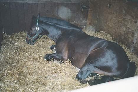 Anden særlig race Julie (død 2001) - Vestegnens rideklub efterår 2000. Julie hviler sig. Hun kom iøvrigt tilbage til Hillerød, hvor hun blev frem til sin død. billede 10