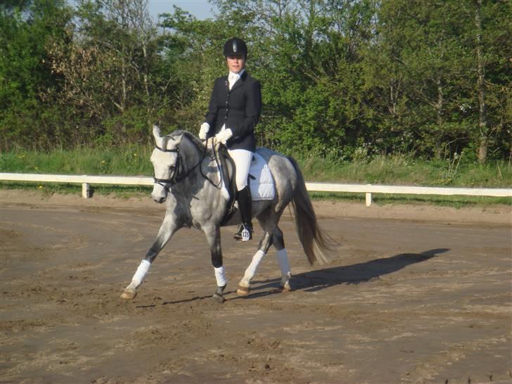 Anden særlig race Stald Speedy's Surprise - stævne i Jetsmark  billede 6