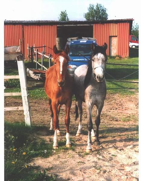 Traver Leonardo Da Speedy - Her står jeg flot stillet op med legekammerat Surprise! billede 6