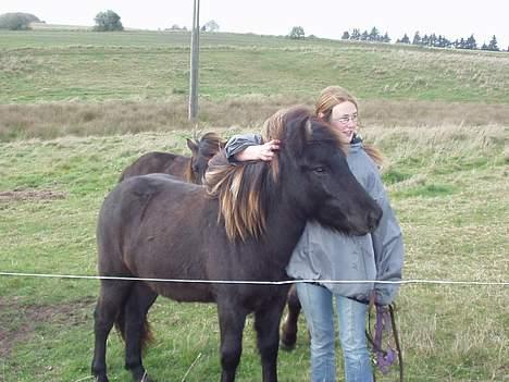 Islænder Ófeig fra Essendrup - Mig og Ofeig billede 2
