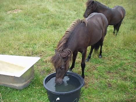 Islænder Ófeig fra Essendrup - Dejligt at få noget at drikke! billede 4