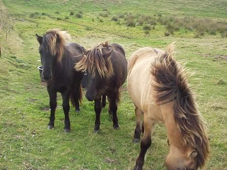 Islænder Ófeig fra Essendrup - Her de to andre (og Ófeig) som Ófeig står på mark med. (Ofeig til venstre!) billede 6