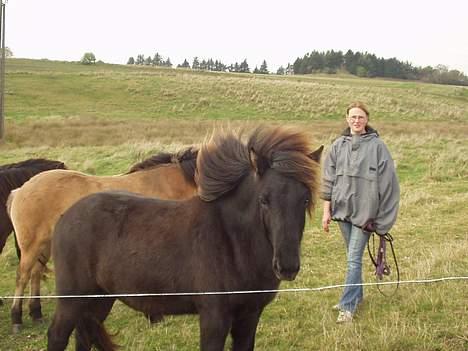 Islænder Ófeig fra Essendrup - Ihhh, hvor det blæser!!!! billede 7