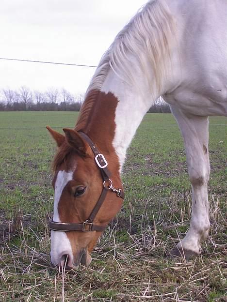 Pinto Chivas Regal billede 1