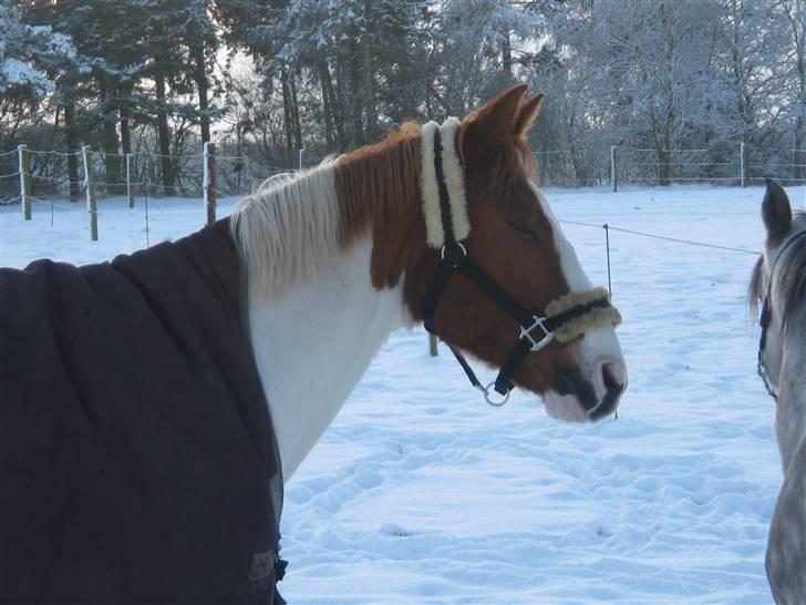 Pinto Chivas Regal - dec 09 billede 2