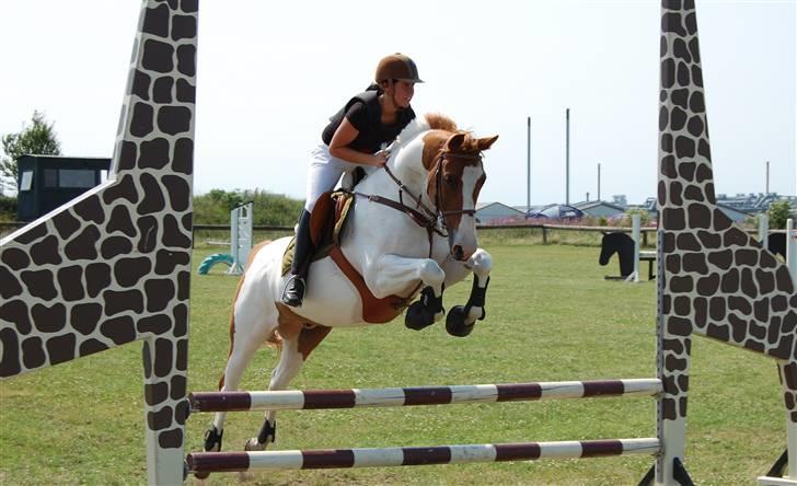 Pinto Chivas Regal - Smukke dyret og Julie til stævne i Hodsager...  billede 3