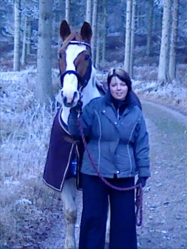 Pinto Chivas Regal billede 4