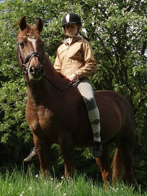 Hollandsk Sportspony Nieuwmoed's Kyran - parade billede 9