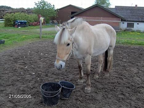 Fjordhest Hjerterbellami - Aha en snacke? billede 8