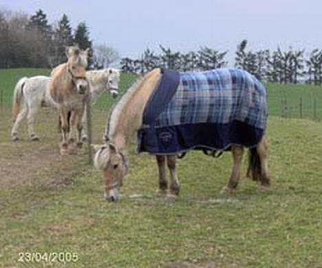 Fjordhest Hjerterbellami - Hey i to ..... Her hygger man sig rigitg... he he... billede 9