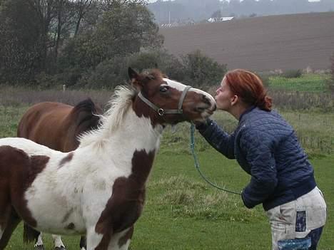 Tinker Lysholm's Aidan - Desværre afgået ved døden....... billede 1