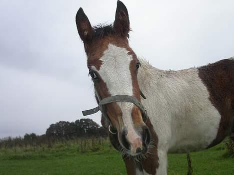 Tinker Lysholm's Aidan billede 2