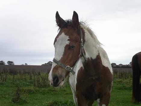 Tinker Lysholm's Aidan billede 3