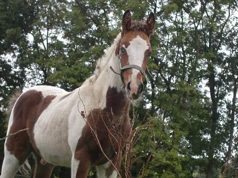 Tinker Lysholm's Aidan billede 4