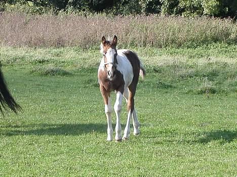 Tinker Lysholm's Aidan billede 5