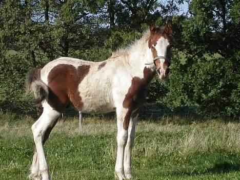 Tinker Lysholm's Aidan billede 6