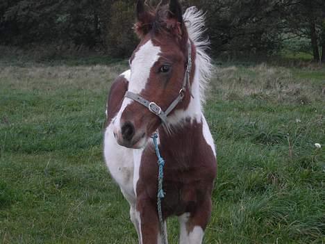 Tinker Lysholm's Aidan billede 7