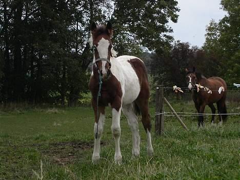 Tinker Lysholm's Aidan billede 8