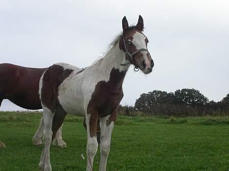 Tinker Lysholm's Aidan billede 9