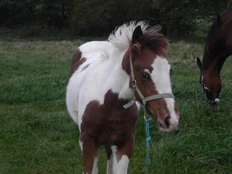 Tinker Lysholm's Aidan - Han var den smukkeste.... billede 10