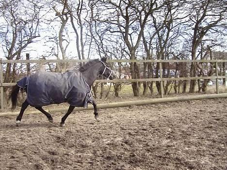 Anden særlig race Stella  - ude på shadocks ridebane billede 3