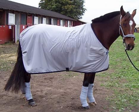 Anden særlig race Luna - Klar til afgang billede 5