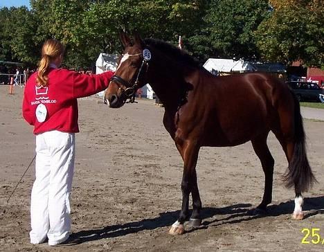 Anden særlig race Luna - Store Hestedag i Roskilde 25/9-2004  billede 9