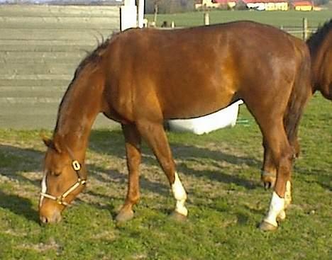 Traver Gabriella Safir - Gabriella i forårs solen billede 6