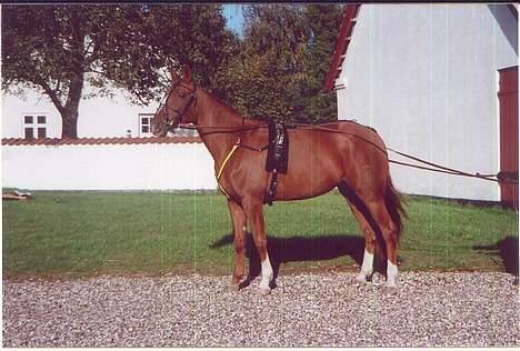 Traver Gabriella Safir - Gabri med sin fine sele på billede 7