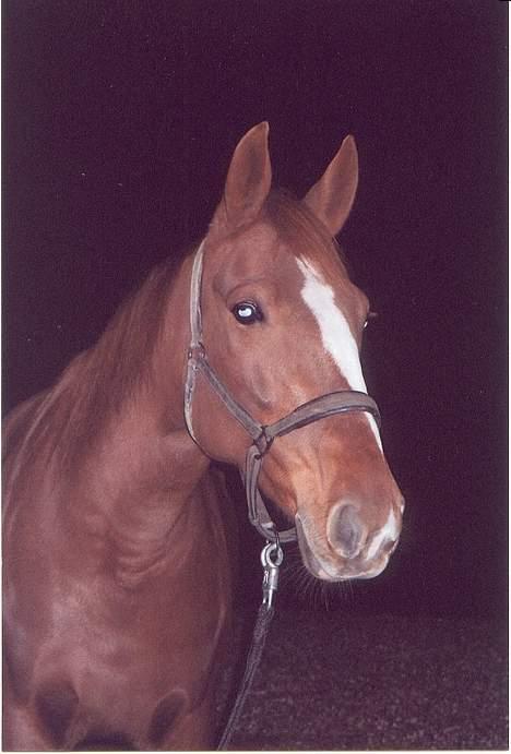 Traver Gabriella Safir - Der er mørkt på landet *S* billede 8