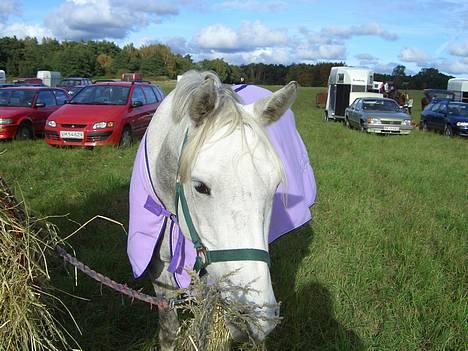 Anden særlig race Shadow - Hø?! jaaah! billede 1