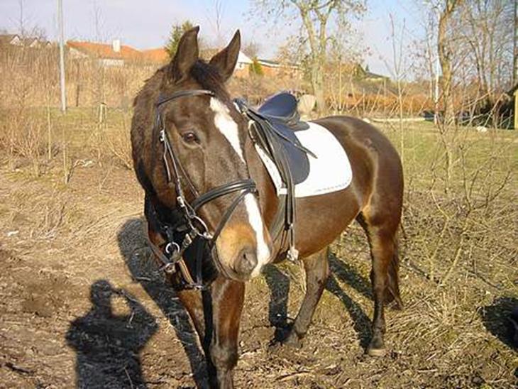 {{currentPhoto.altText}} billede {{currentPhoto.number}}