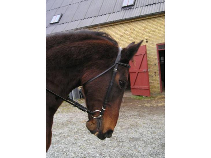 {{currentPhoto.altText}} billede {{currentPhoto.number}}