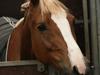 Welsh Cob (sec D) Santana    Solgt&Savnet!  [Tidl. hest]