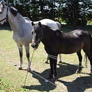 Anden særlig race Zuzu