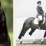 Dansk Varmblod gørklint gårds dee dee