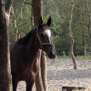 Hollandsk Varmblod Gran Canaria [død :'( ]