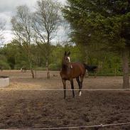 Hollandsk Varmblod Gran Canaria [død :'( ]