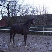 Dansk Varmblod gørklint gårds dee dee