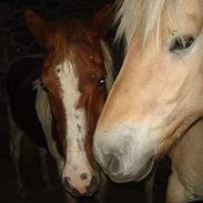 Pinto blanding BEAUTY