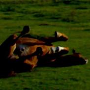 Anden særlig race Lucky