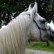 Arabisk fuldblod (OX) Zijaka