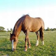 Anden særlig race Søvangs Lucas *SOLGT*