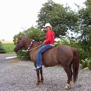 Anden særlig race Søvangs Lucas *SOLGT*